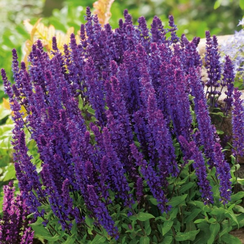 Violet Queen zsálya, Salvia nemorosa, fűszernövény, fűszer